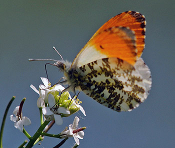 Anthocaris casdamines